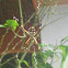 Orb-Weaver