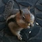 Chipmonk