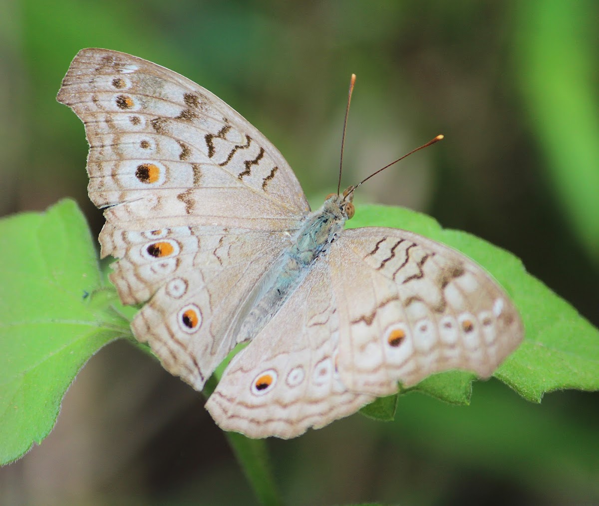 Grey Pansy