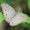 Grey Pansy