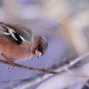 Pinsà