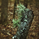 Reindeer Lichen