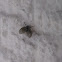 Moth flies