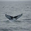 Humpback whale