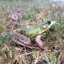 Green Frog