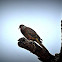 Spotted Dove