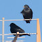 Spotless Starling; Estornino Negro