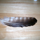 Osprey Feather
