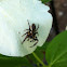 Jumping Spider