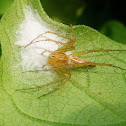 Lynx Spider