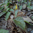 Yellow Trout Lily