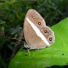 Smooth-eyed bushbrown