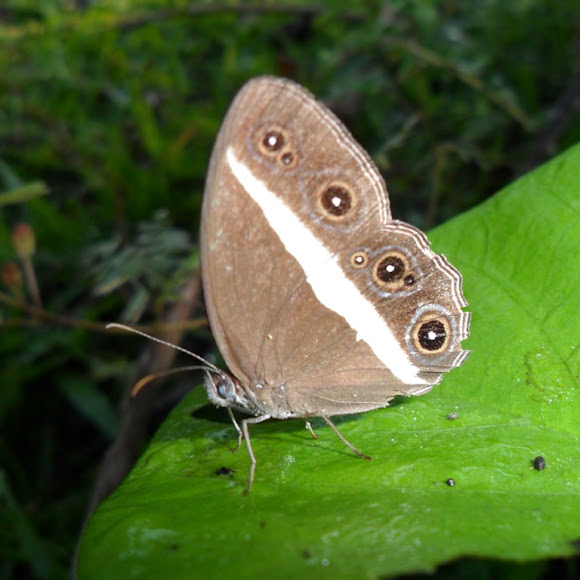 Spotting Image 1