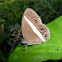 Smooth-eyed bushbrown