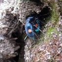 Coleóptero de Alta Montaña