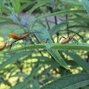 leaf-footed bug nymph