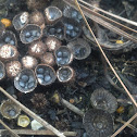 Bird Nest Fungi