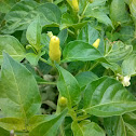 Banana Pepper Plant
