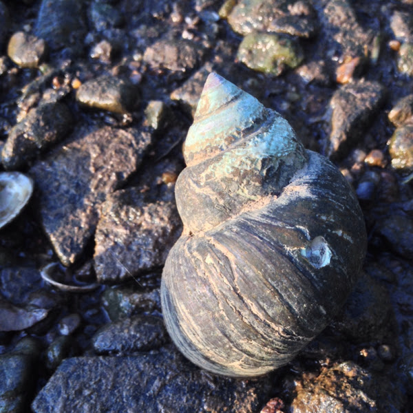 Chinese and Japanese Mystery Snails Project Noah