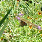 Monarch Butterfly