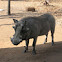 Warthog