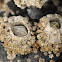 Barnacles