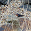 Welcome Swallow