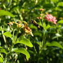 Bee (?)