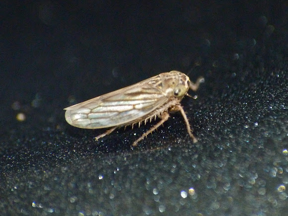 Spotting Image 1