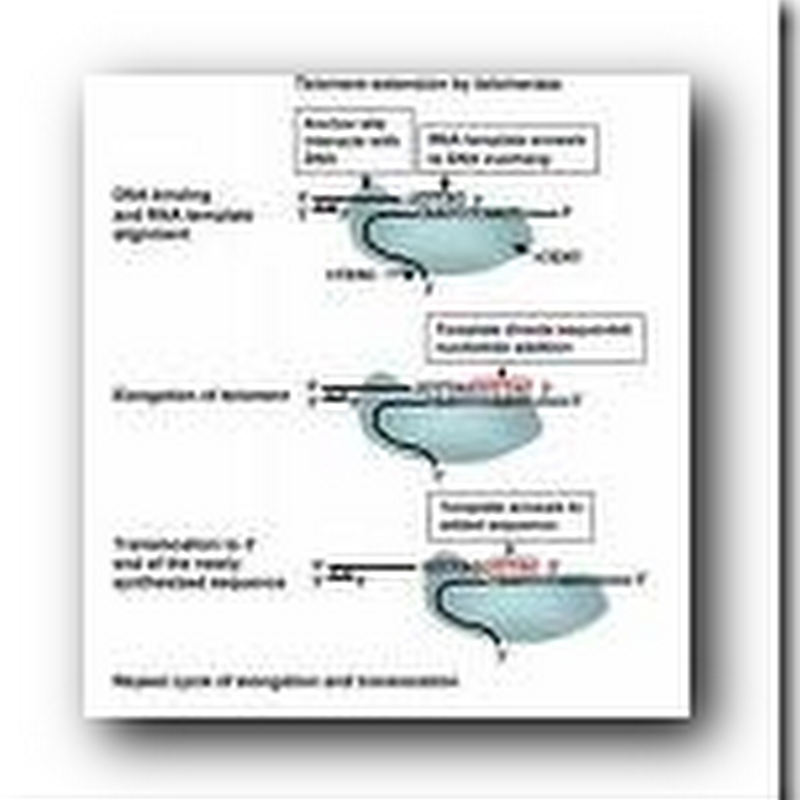 Cracking enzyme code opens way to new cancer drugs - TERT