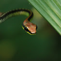 Painted Bronzeback