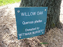 Willow Oak