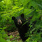 Black bear