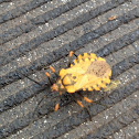 Spartocera fusca