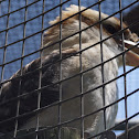 Laughing Kookabura