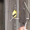 Yellow Finch