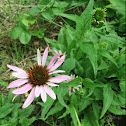 Purple Coneflower