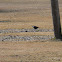 American Crow