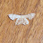 Unknown Moth
