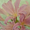 Belladonna Lily (Naked Ladies)