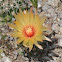 Nipple, Fishhook or Pincushion Cactus