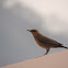 Brown rock chat or Indian chat