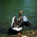Patos