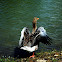 Patos