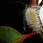 Large Woolly Mealybug