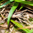 Nursery Web Spider
