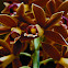 Nun's Orchid