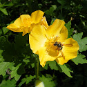 Wood Poppy or CelandinePoppy