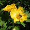 Wood Poppy or CelandinePoppy