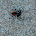 Jumping spider
